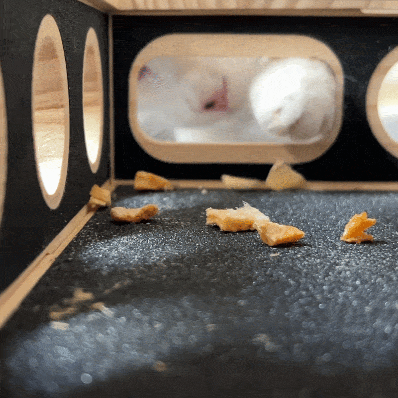 Grifféo en action — le chat lime ses griffes en jouant