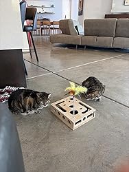 Chat de César utilisant Grifféo