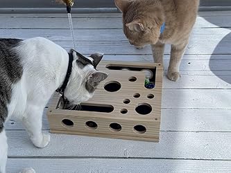 Photo du chat de Grégoire