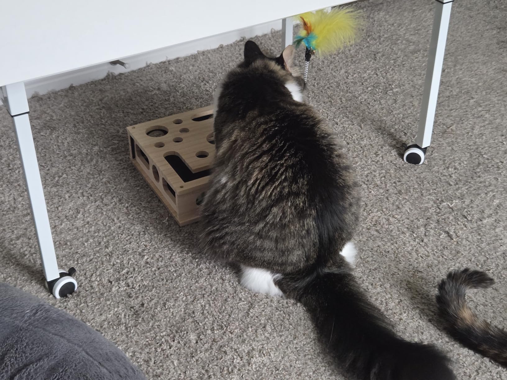 Photo du chat d’Émilie